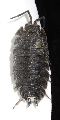 Porcellio scaber